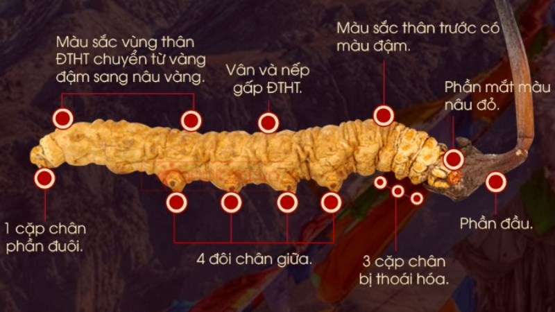 Cách phân biệt đông trùng hạ thảo thật và giả dựa vào số chân
