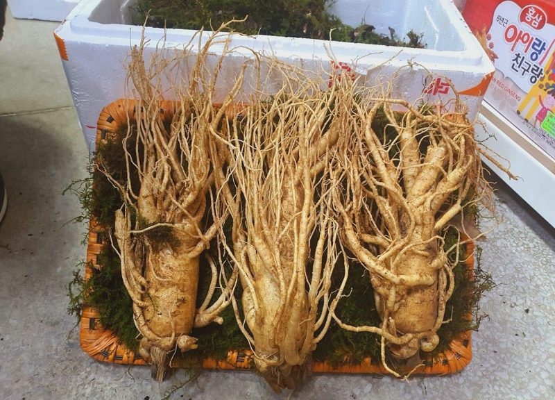 Lựa chọn nguyên liệu chất lượng trong quy trình sản xuất hắc sâm Hàn Quốc