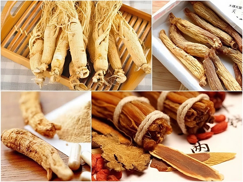 Ngậm sâm khô có tác dụng hỗ trợ điều hòa huyết áp