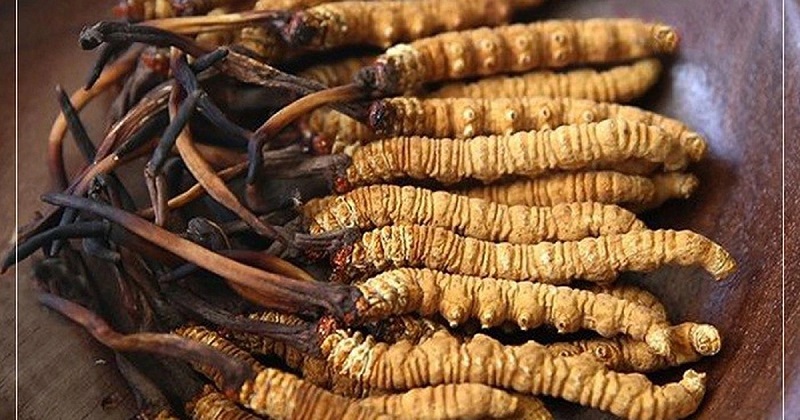 Phân biệt đông trùng hạ thảo thật và giả dựa vào trọng lượng