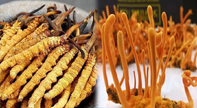 Đông trùng hạ thảo nhân tạo là gì