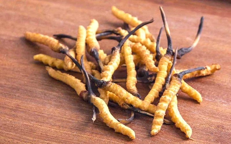 Những đối tượng nên sử dụng Đông trùng hạ thảo ngừa cúm hiệu quả