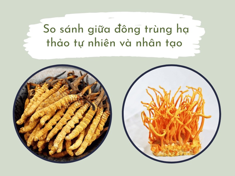 So sánh Đông trùng hạ thảo nhân tạo và tự nhiên 