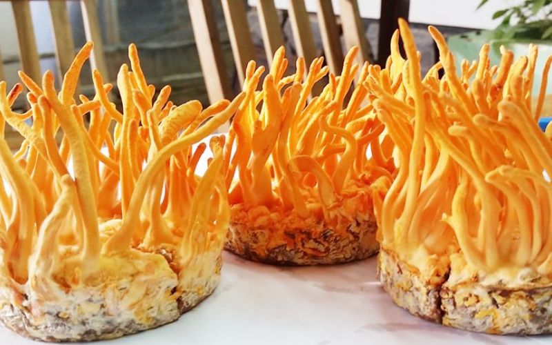 Tác dụng của Đông Trùng Hạ Thảo đối với chức năng thận