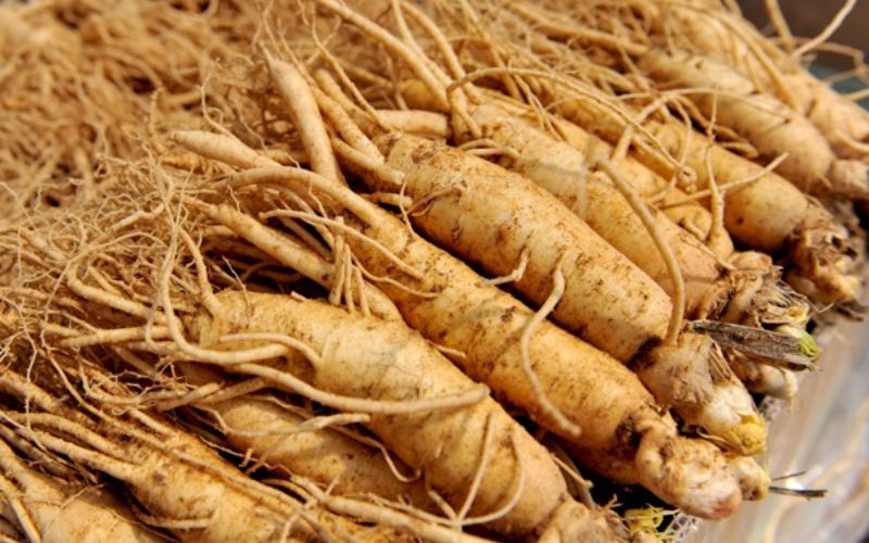 Phân loại sâm ngâm rượu phổ biến