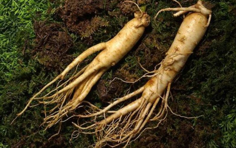 Đặc Điểm Hình Thái của Cây Nhân Sâm