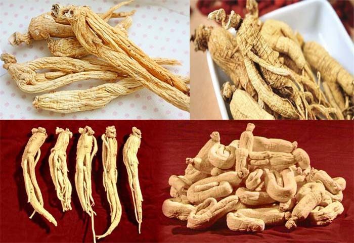 bach-sam-la-loai-thao-duoc-bo-duong-cho-suc-khoe Bạch sâm là loại thảo dược bổ dưỡng cho sức khỏe
