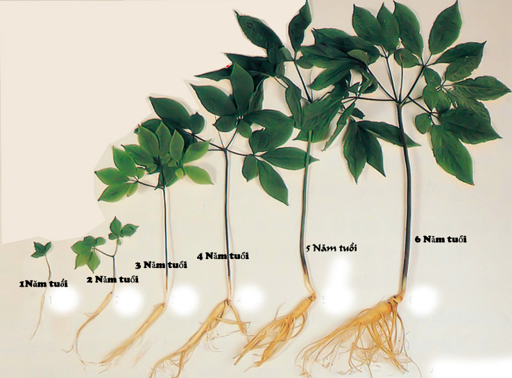 cac-cach-nhan-biet-nhan-sam-han-quoc-6-nam-tuoi Các cách nhận biết nhân sâm Hàn Quốc 6 năm tuổi