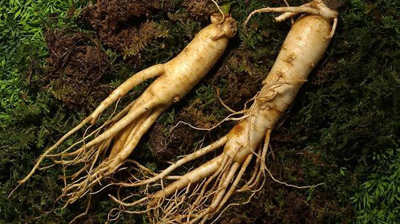 tai-sao-viec-chon-nhan-sam-han-quoc-6-nam-tuoi-la-tot-nhat Tại sao việc chọn nhân sâm 6 năm tuổi là tốt nhất