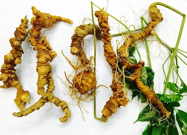 Các công dụng tuyệt vời của sâm Việt Nam